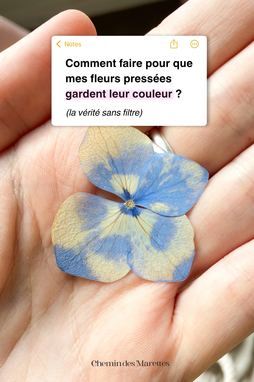 Comment préserver au mieux la couleur de tes fleurs pressées ? (La vérité sans filtre)
