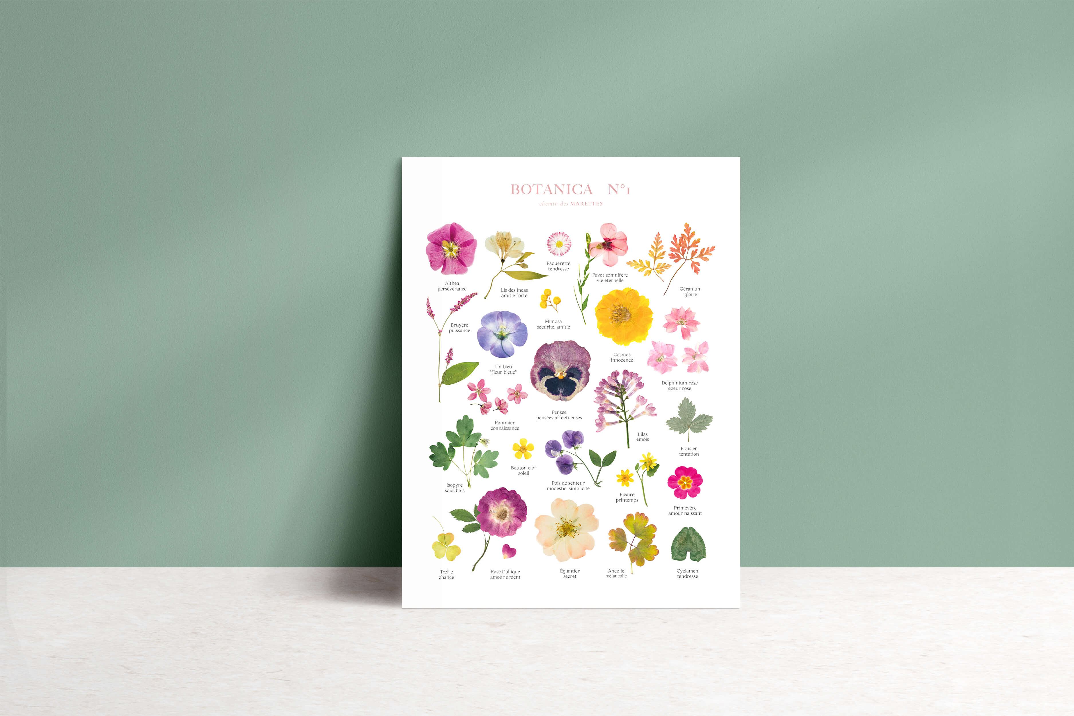 Affiche Herbier - Botanica n°1