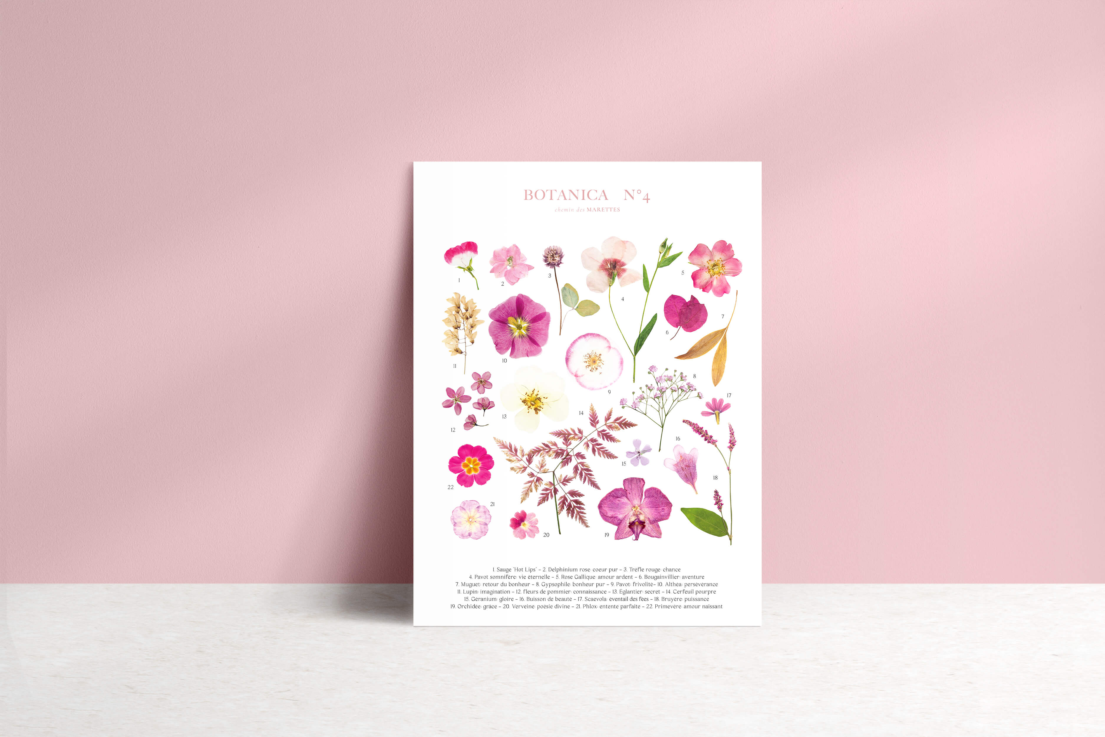 Affiche Herbier - Botanica n°4
