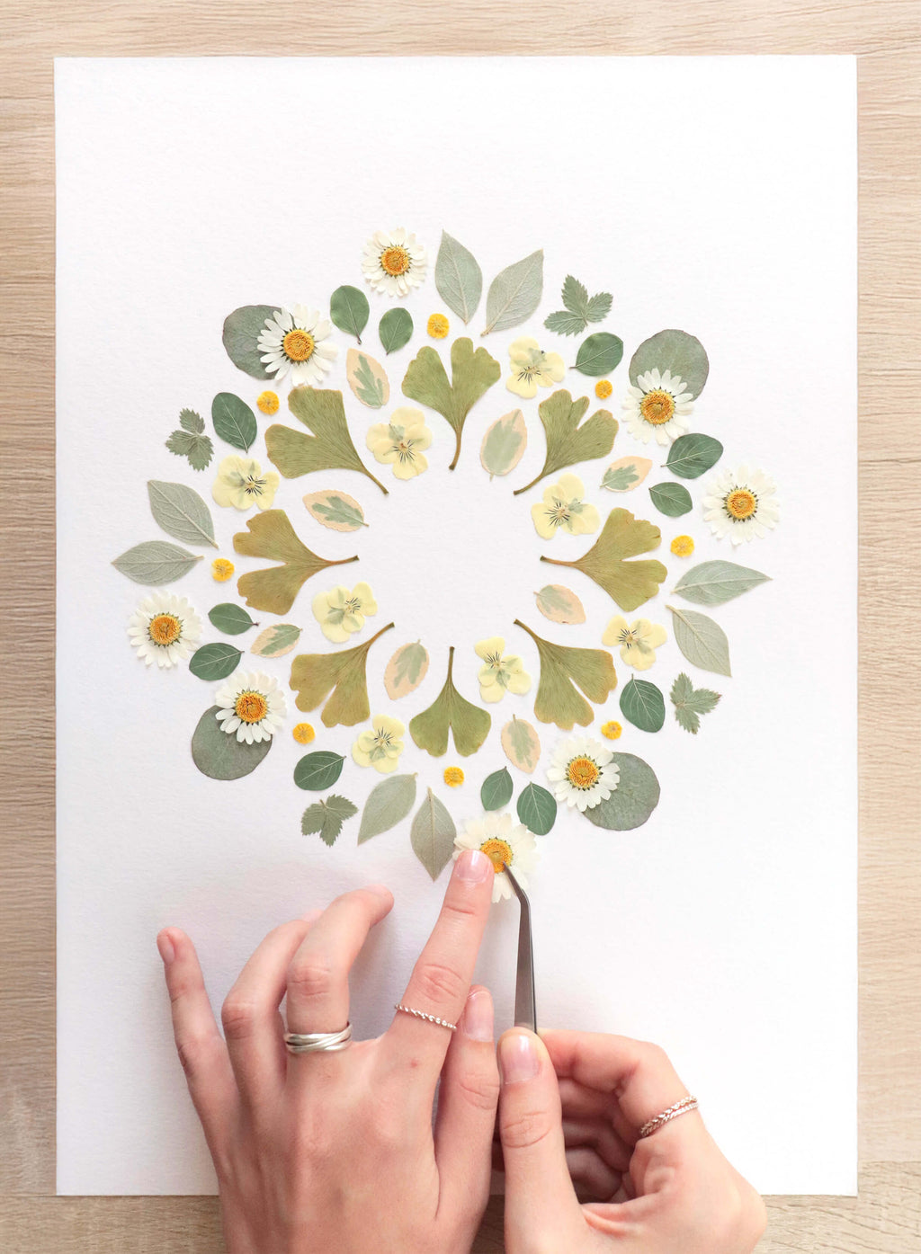 Affiche Herbier - Gaïa
 art print format a3, tons verts. Mandala de  fleurs pressées de ginkgo et marguerites. décoration fleurie et colorée de Chemin des Marettes 