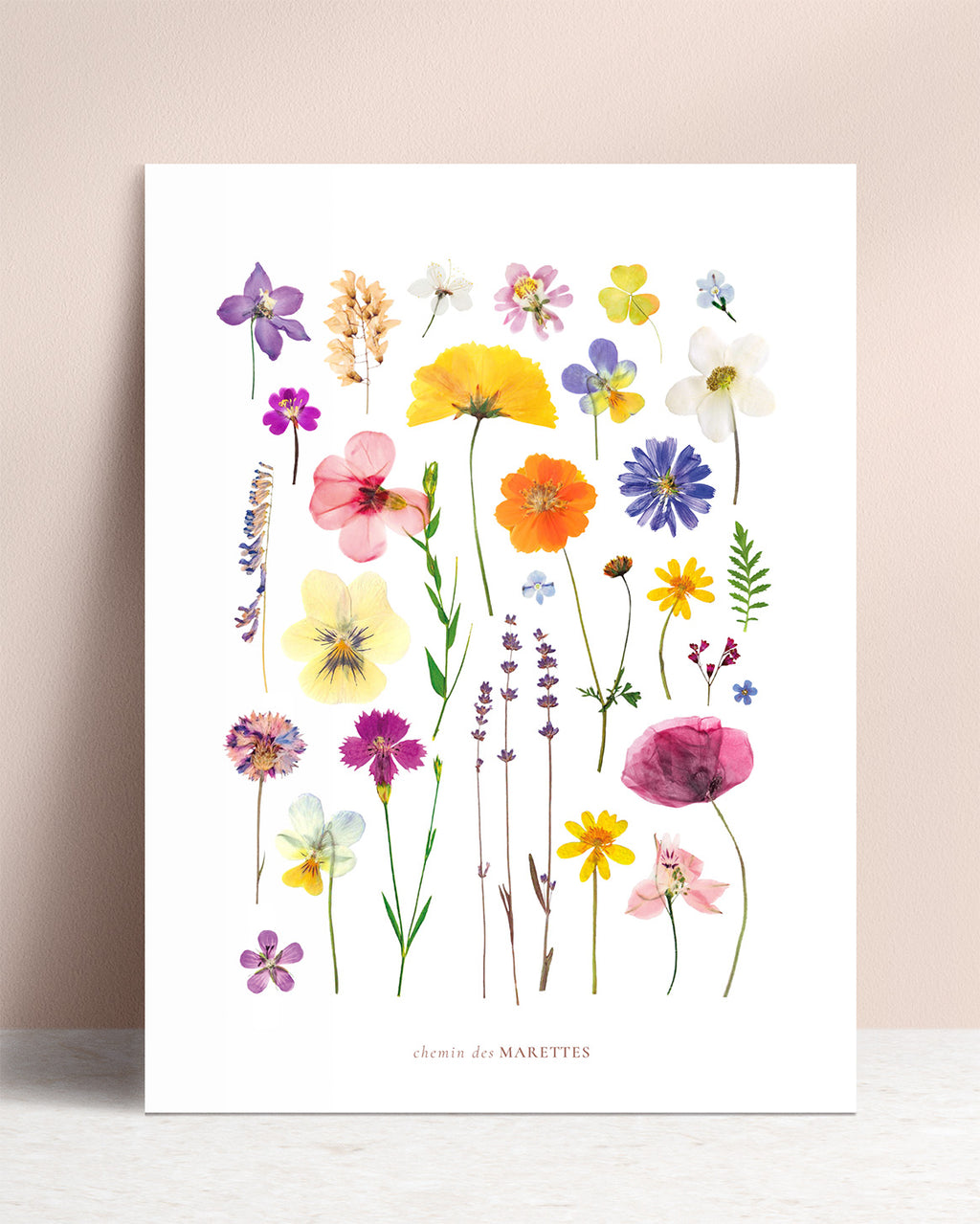 Affiche herbier - Prairie A4