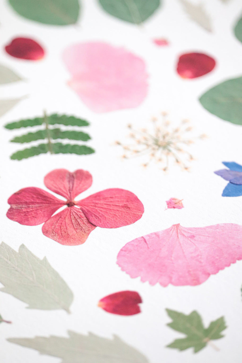 Affiche Herbier - Artémis