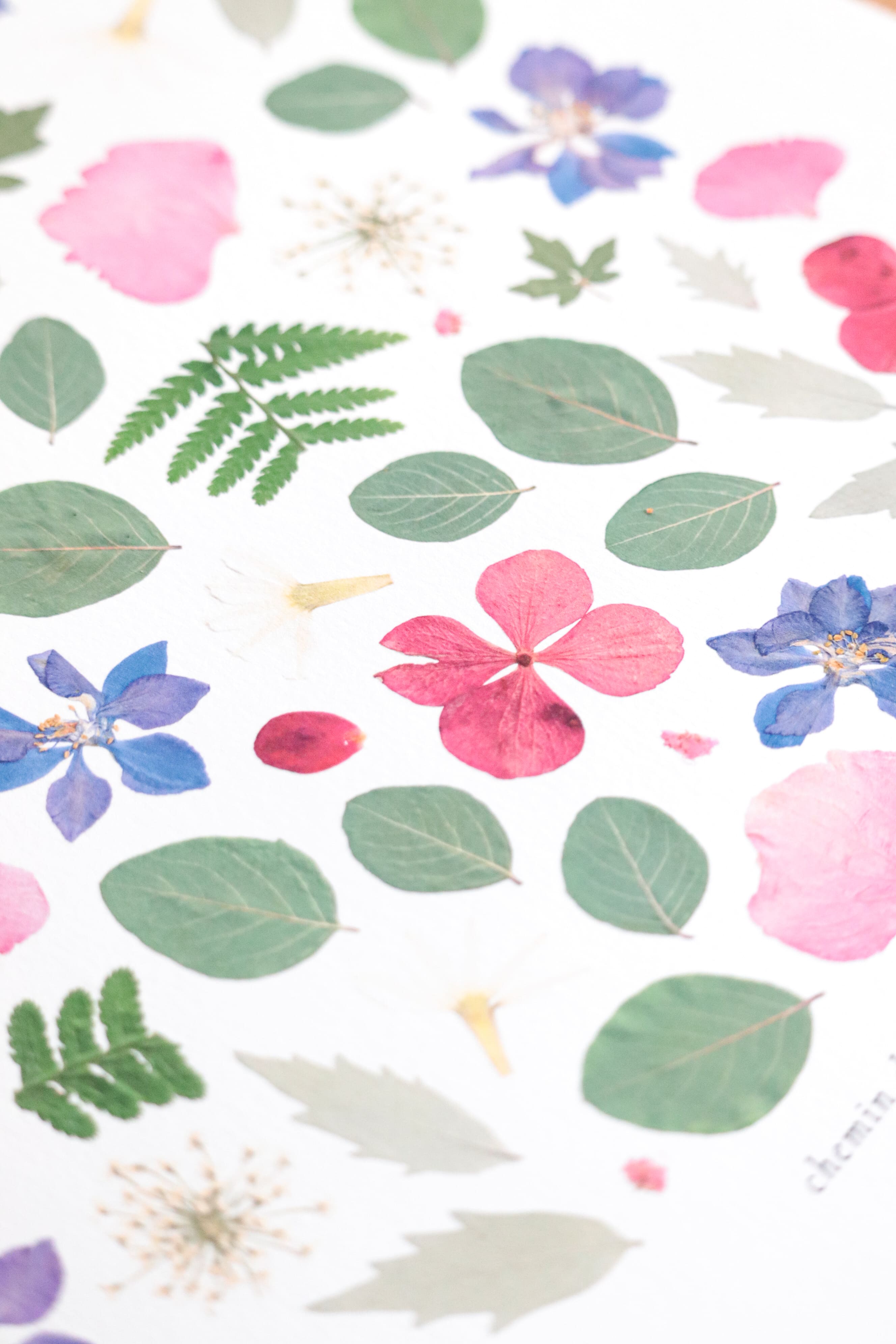 Affiche Herbier - Artémis