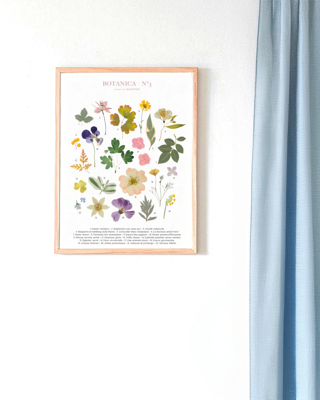 Affiche Herbier - Botanica n°3