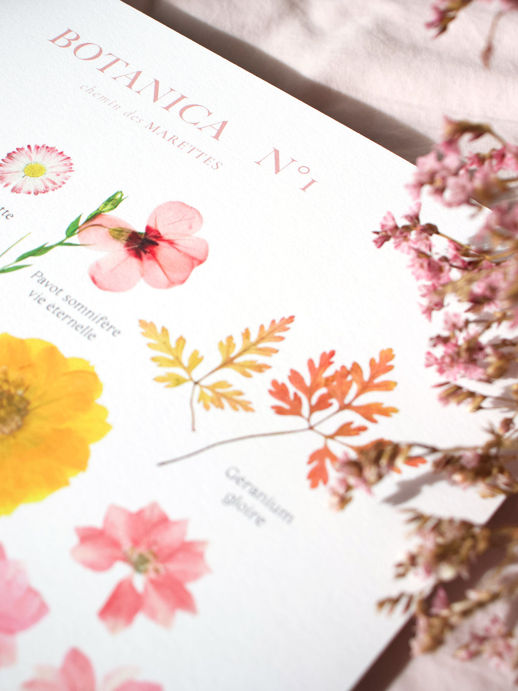 Affiche Herbier - Botanica n°1