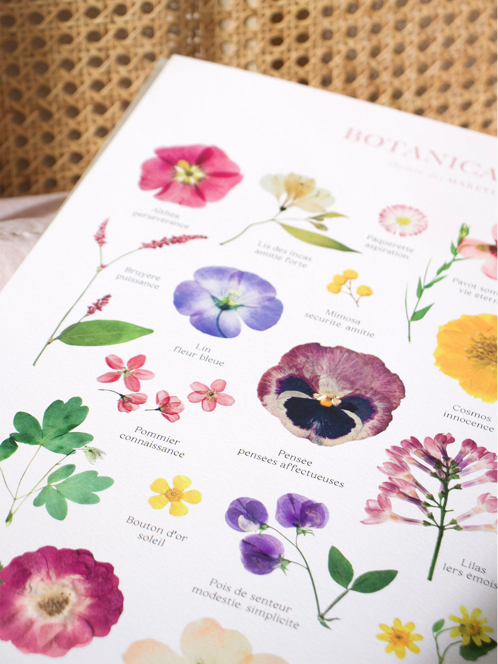 Affiche Herbier - Botanica n°1