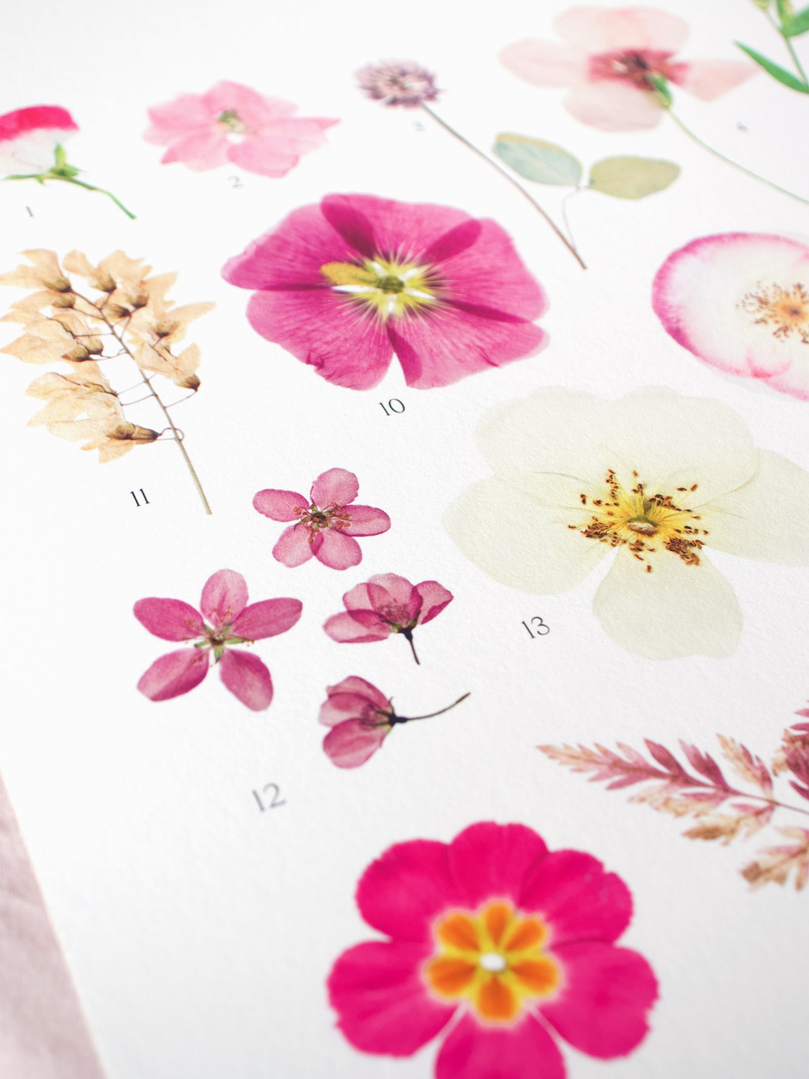 Affiche Herbier - Botanica n°4