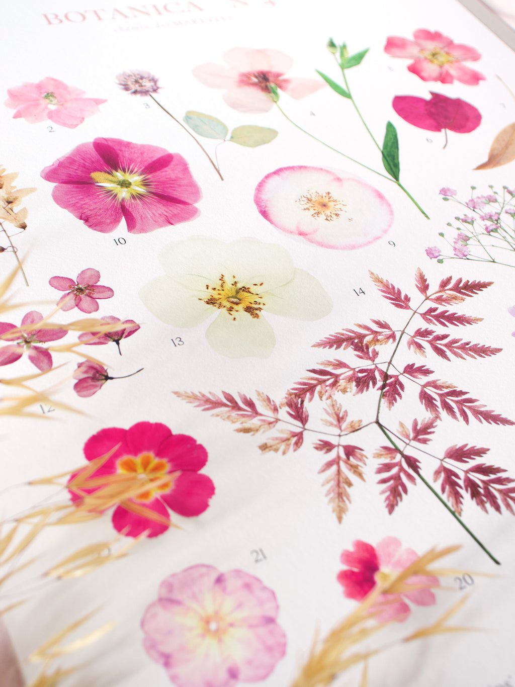 Affiche Herbier - Botanica n°4