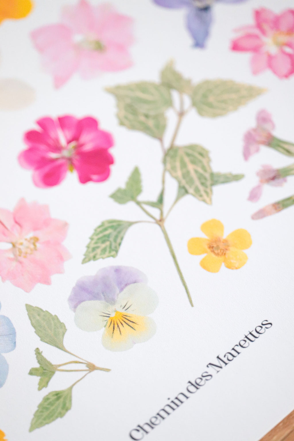 Affiche Herbier - Poème