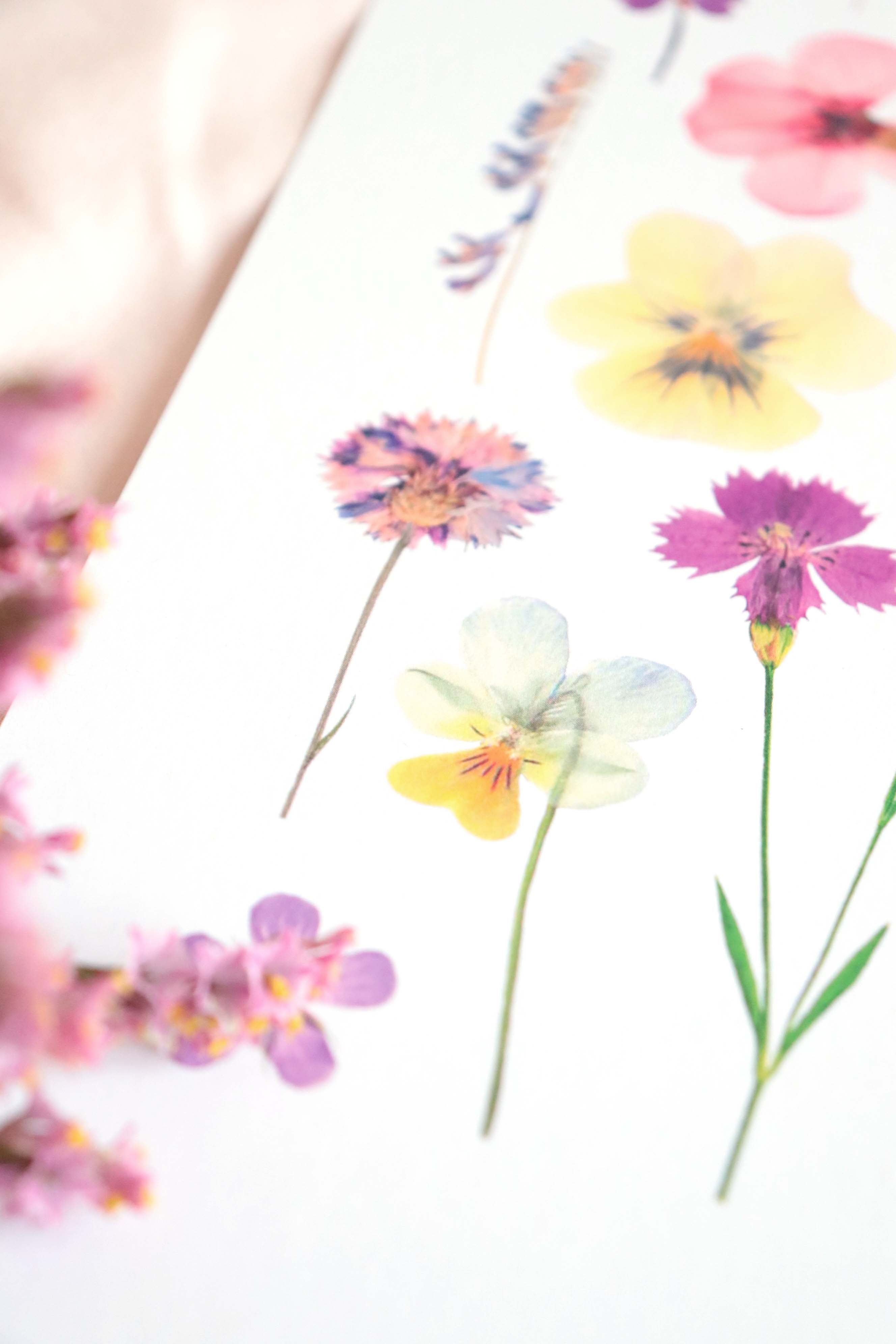 Affiche herbier - Prairie A4