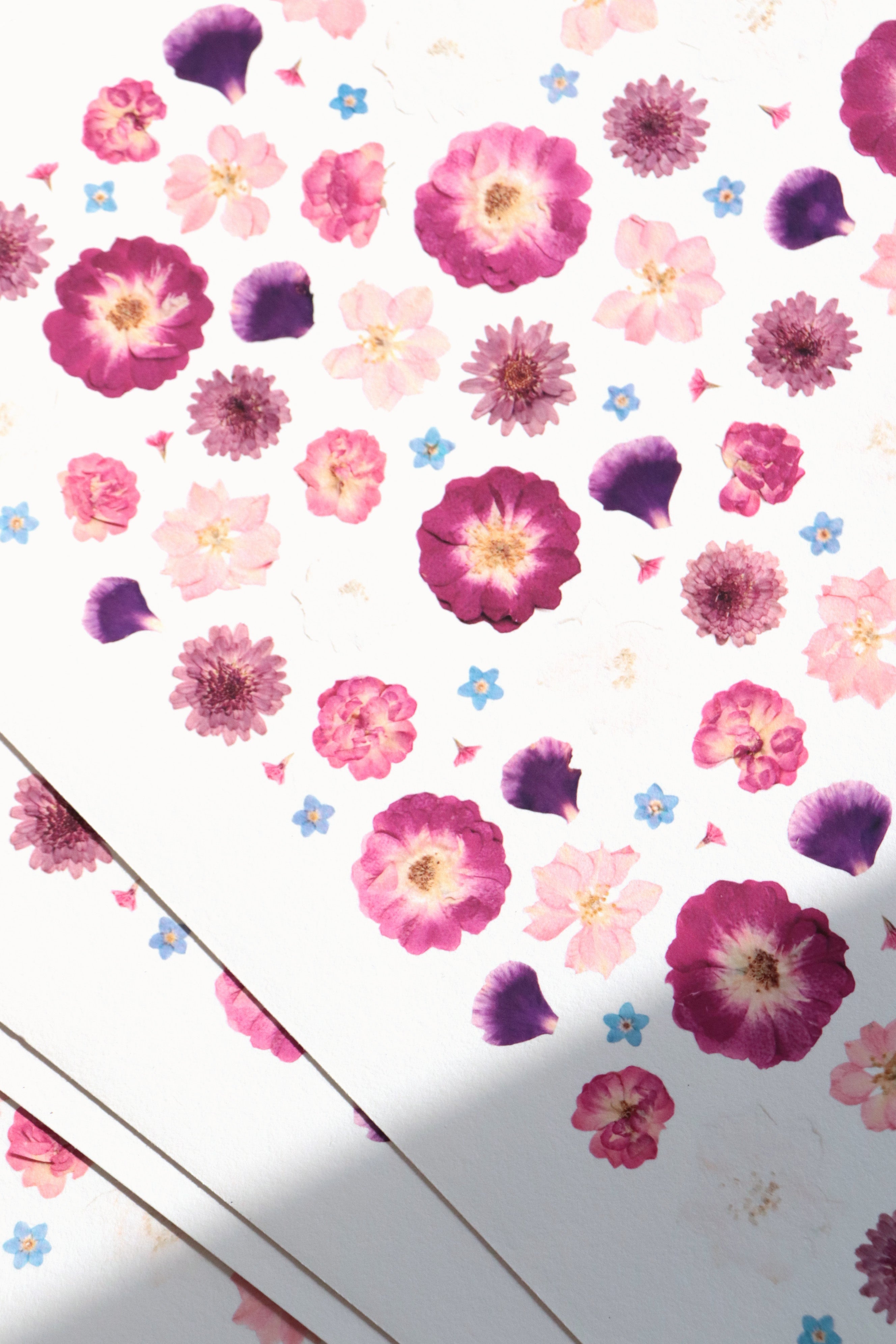 Affiche Herbier - Bisette