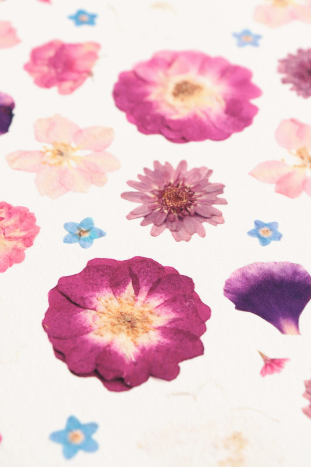 Affiche Herbier - Bisette