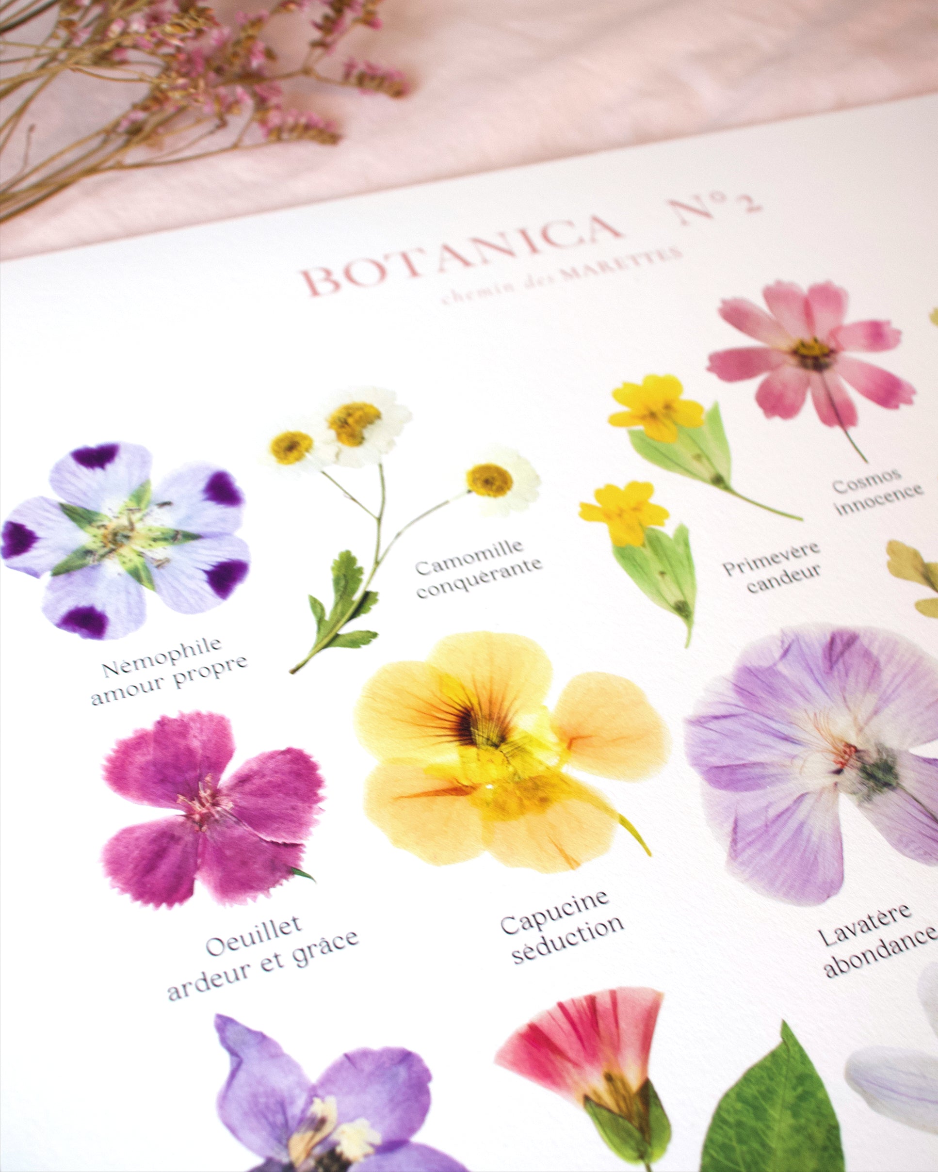 Affiche Herbier - Botanica n°2