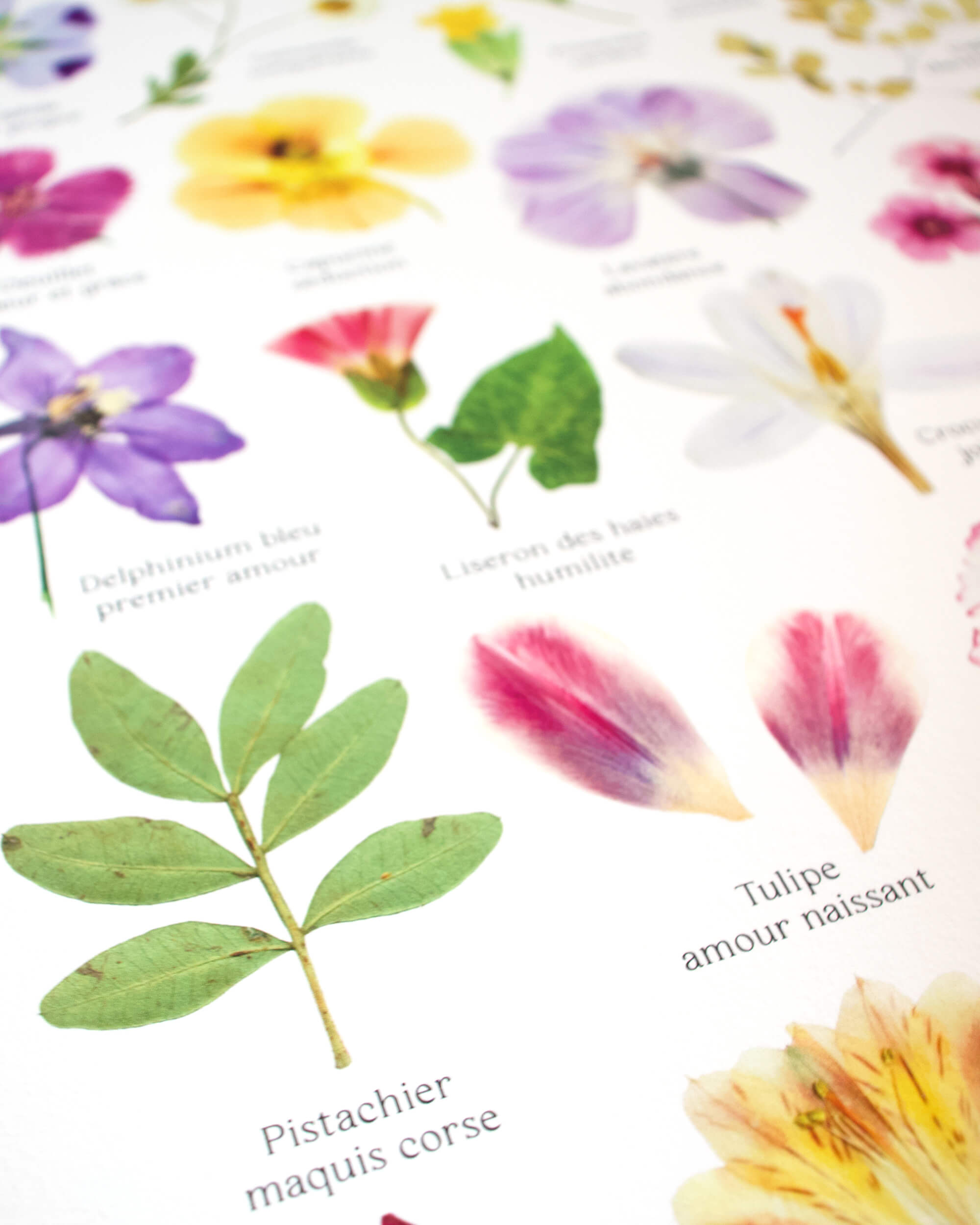 Affiche Herbier - Botanica n°2