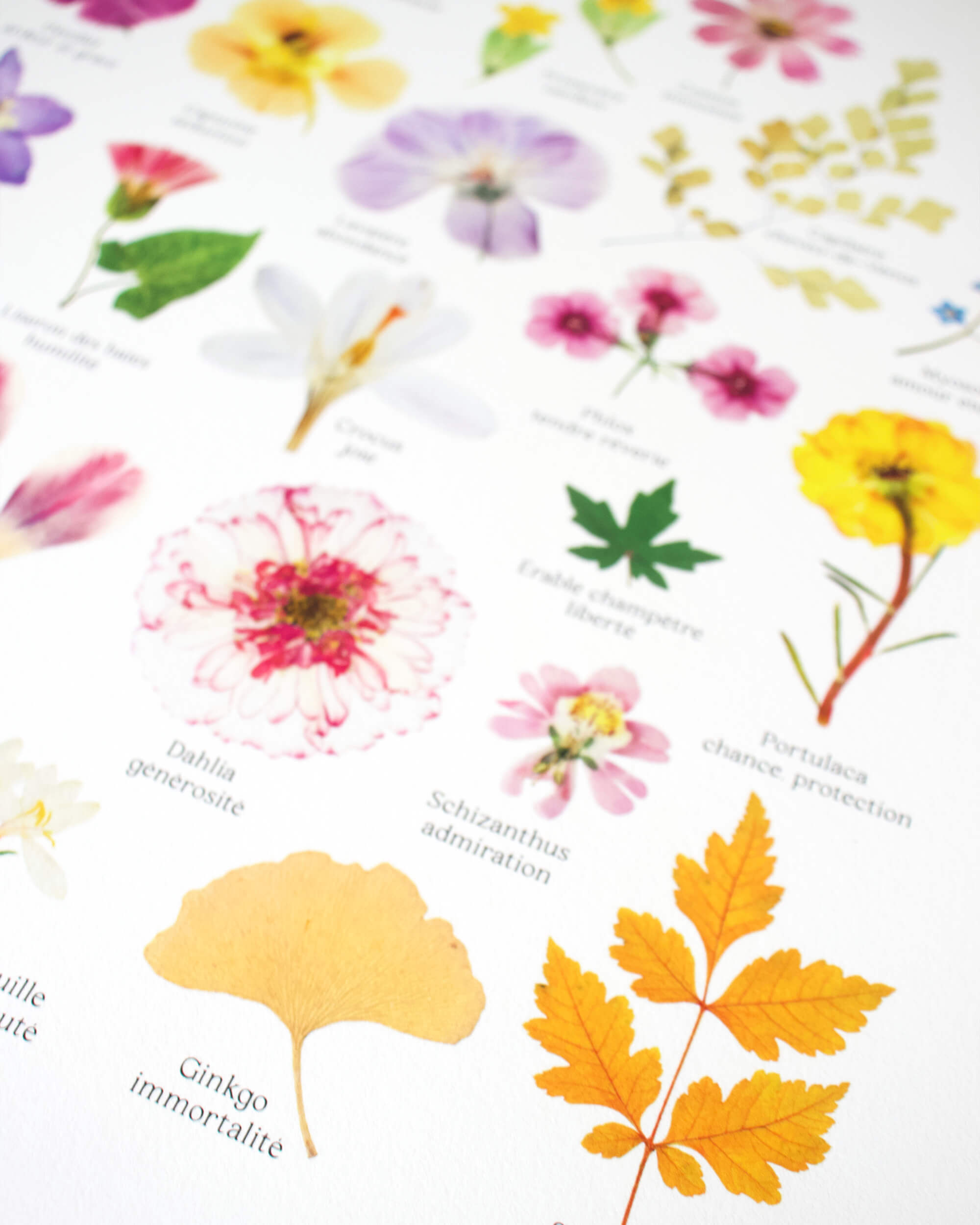 Affiche Herbier - Botanica n°2
