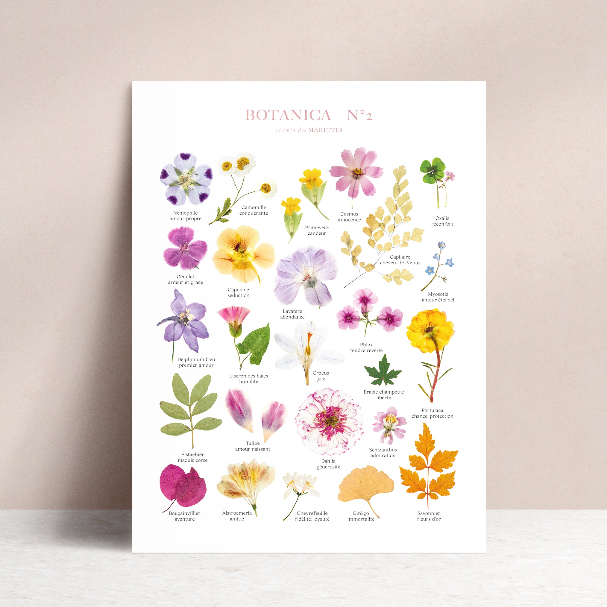 Affiche Herbier - Botanica n°2