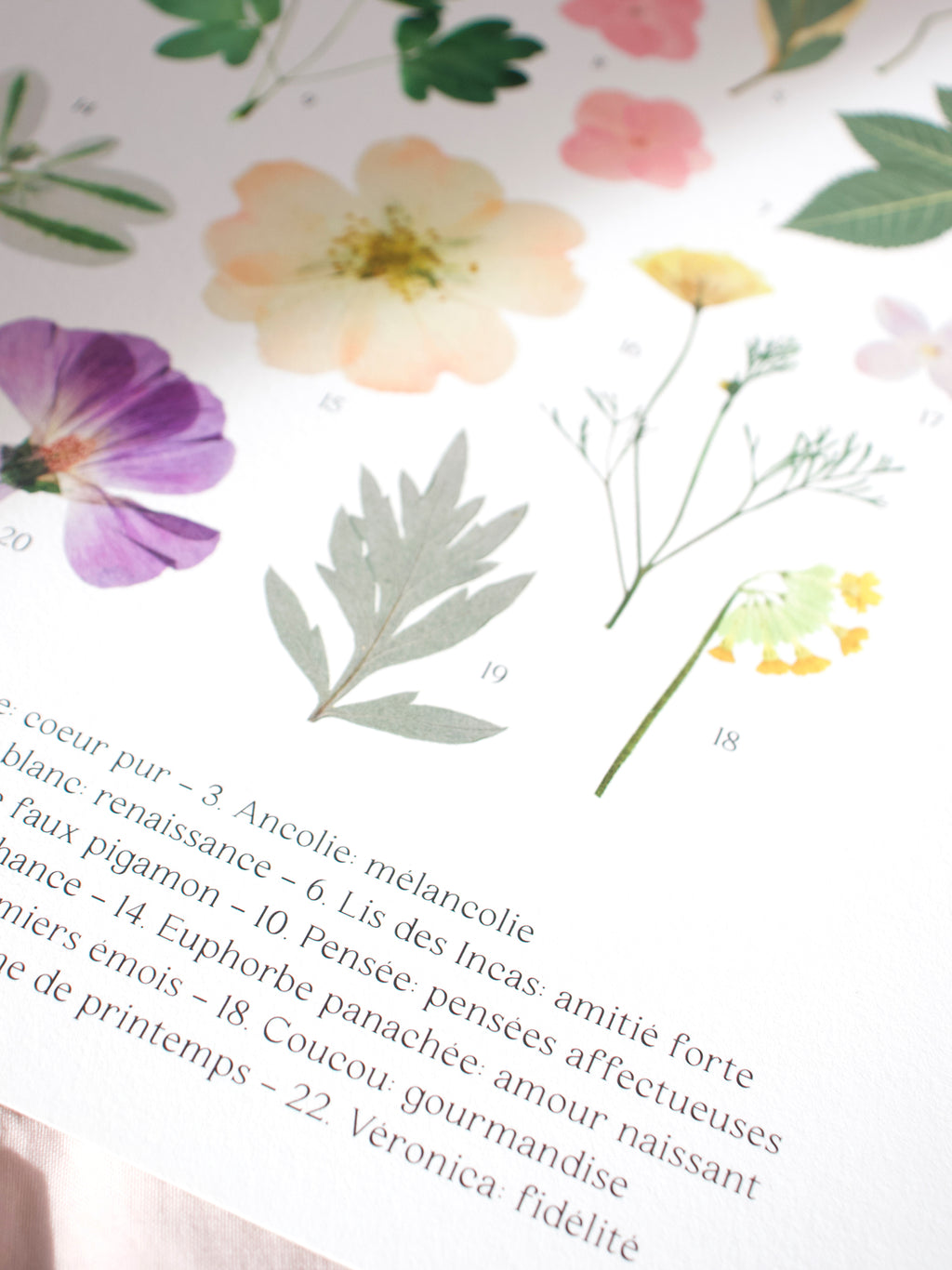 Affiche Herbier - Botanica n°3