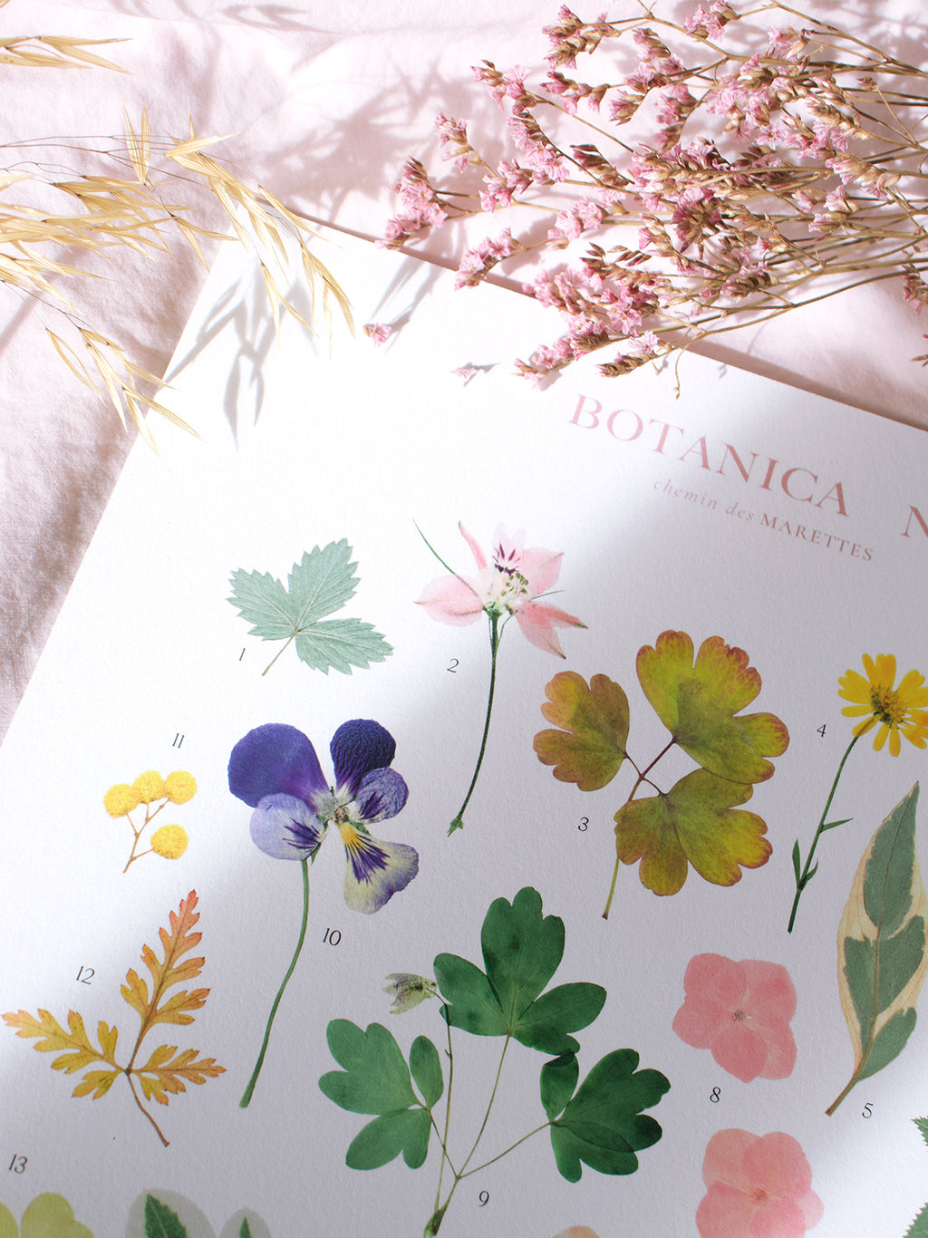 Affiche Herbier - Botanica n°3