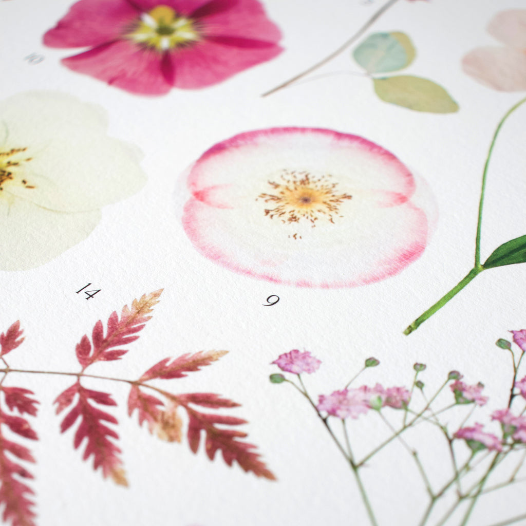 Affiche Herbier - Botanica n°4