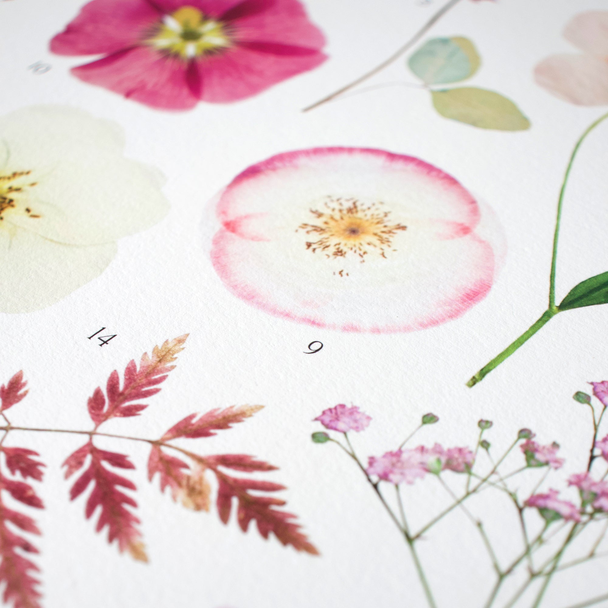 Affiche Herbier - Botanica n°4