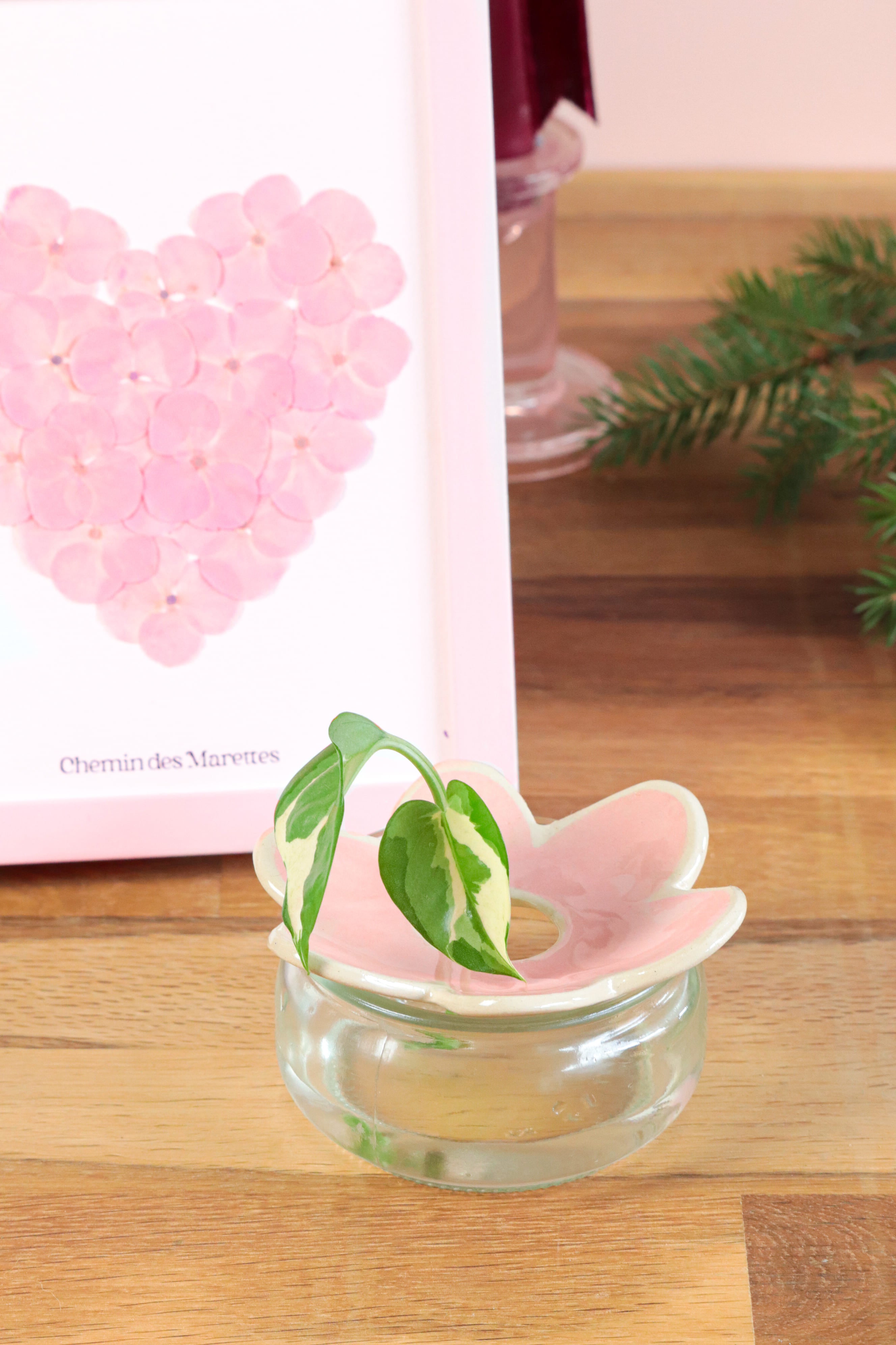 Pack Herbier + fleur à bouture