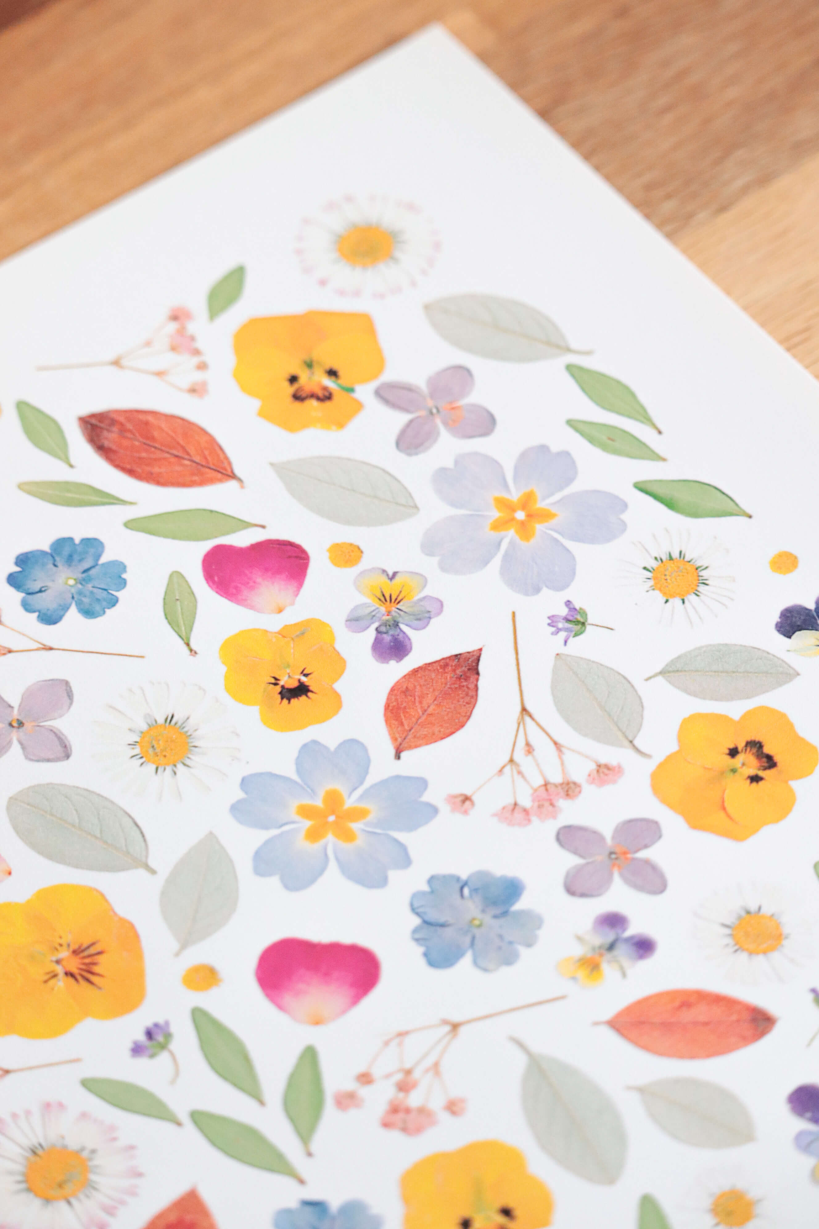 Affiche Herbier - Souvenir