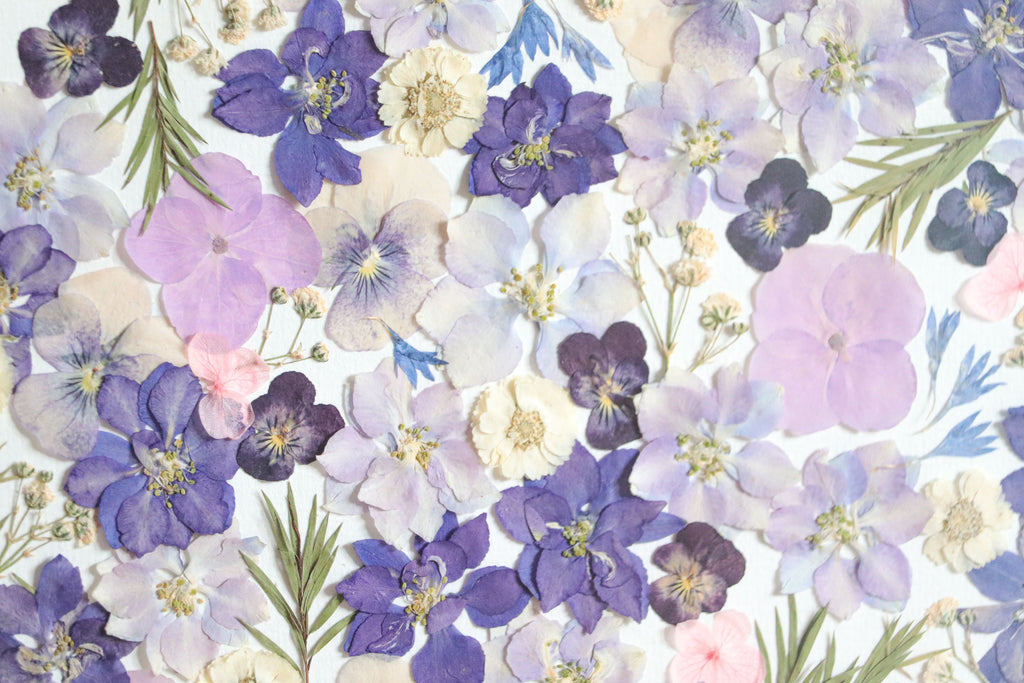 Herbier Parmirose - A3