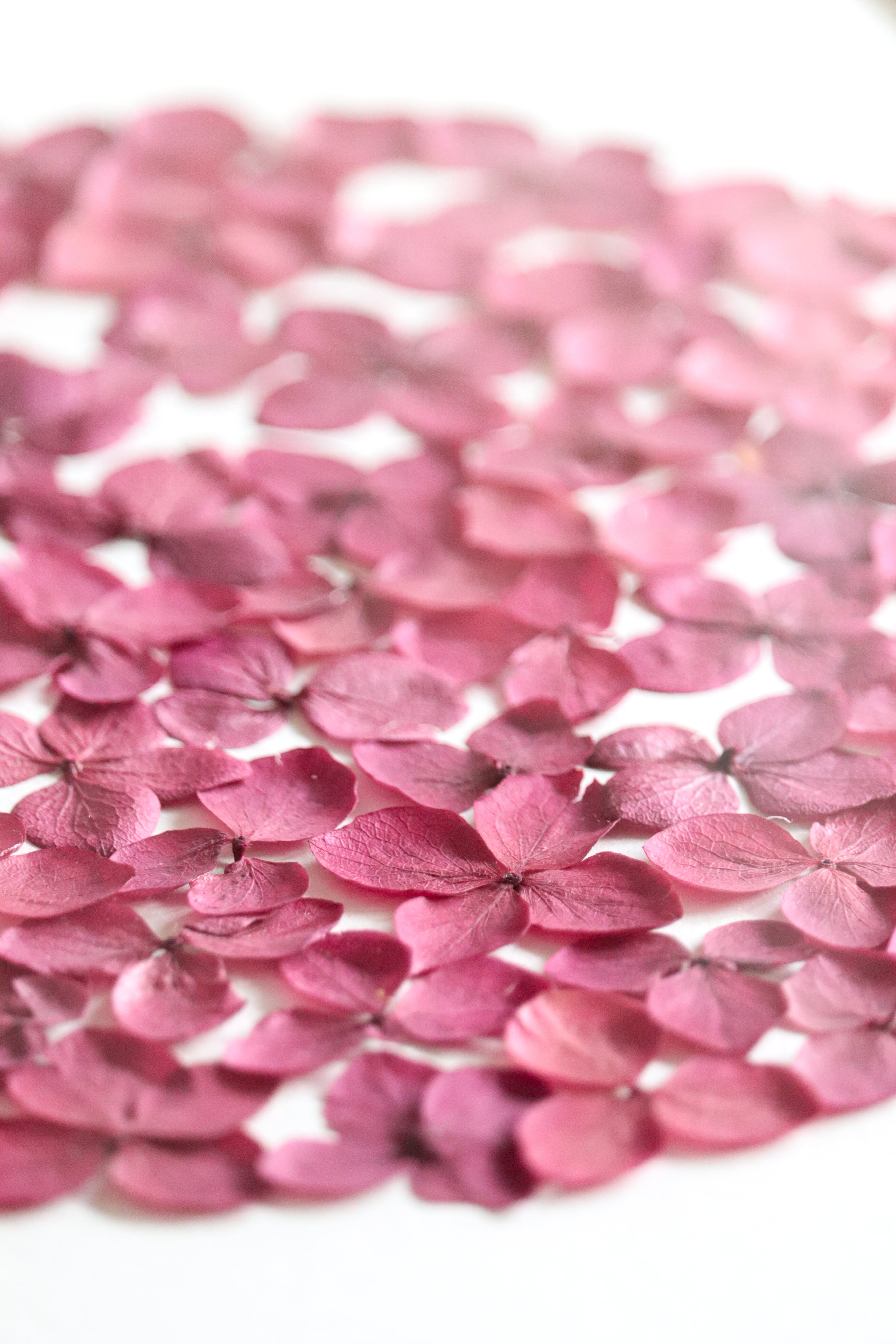 Herbier Passion - A4