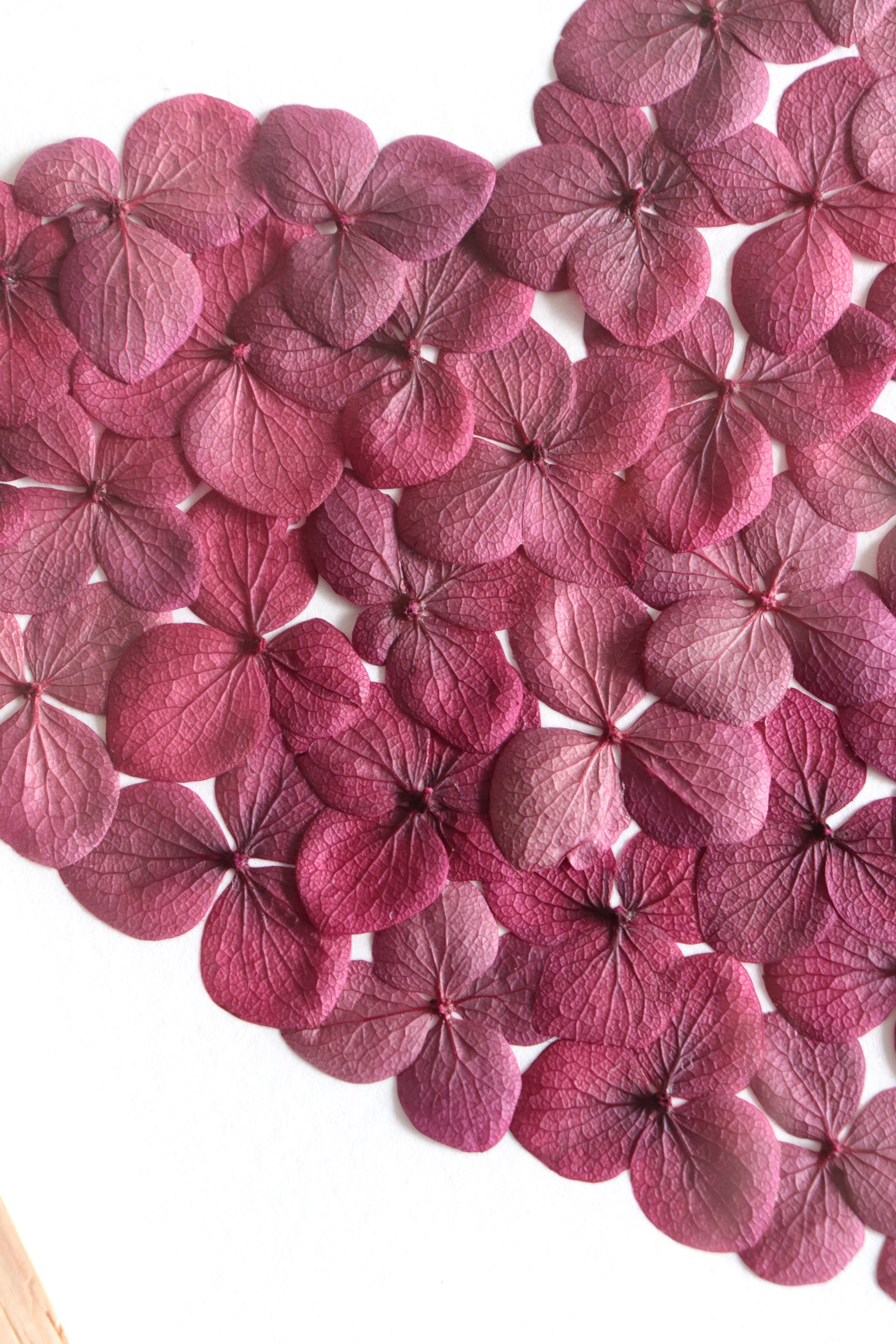 Herbier Petit Coeur - rouge