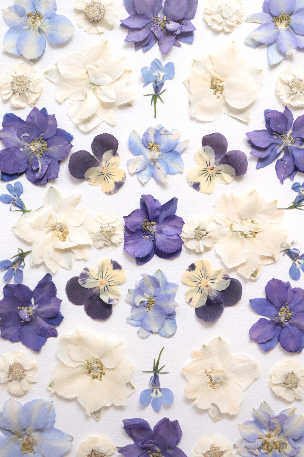 Herbier Indice