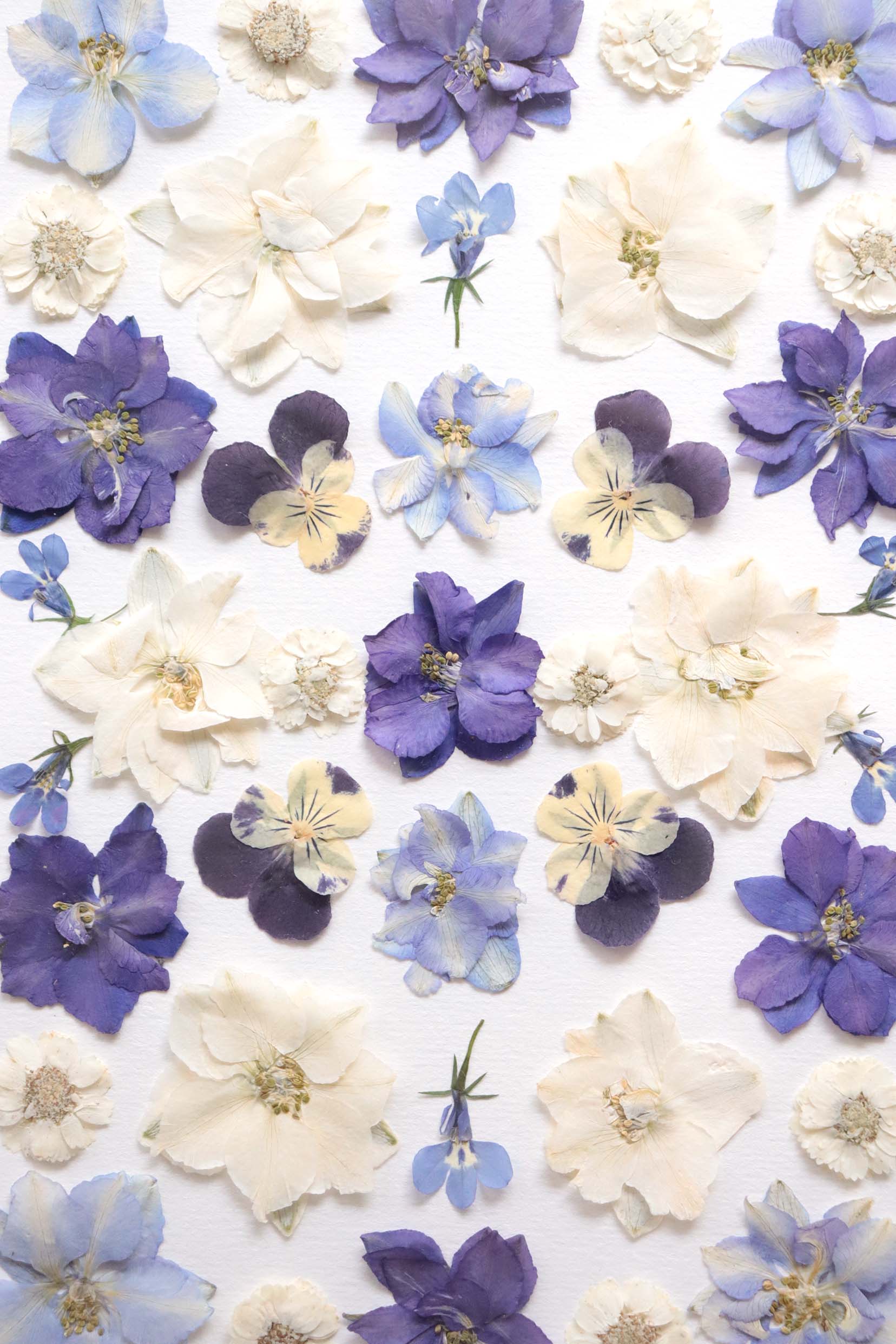 Herbier Indice