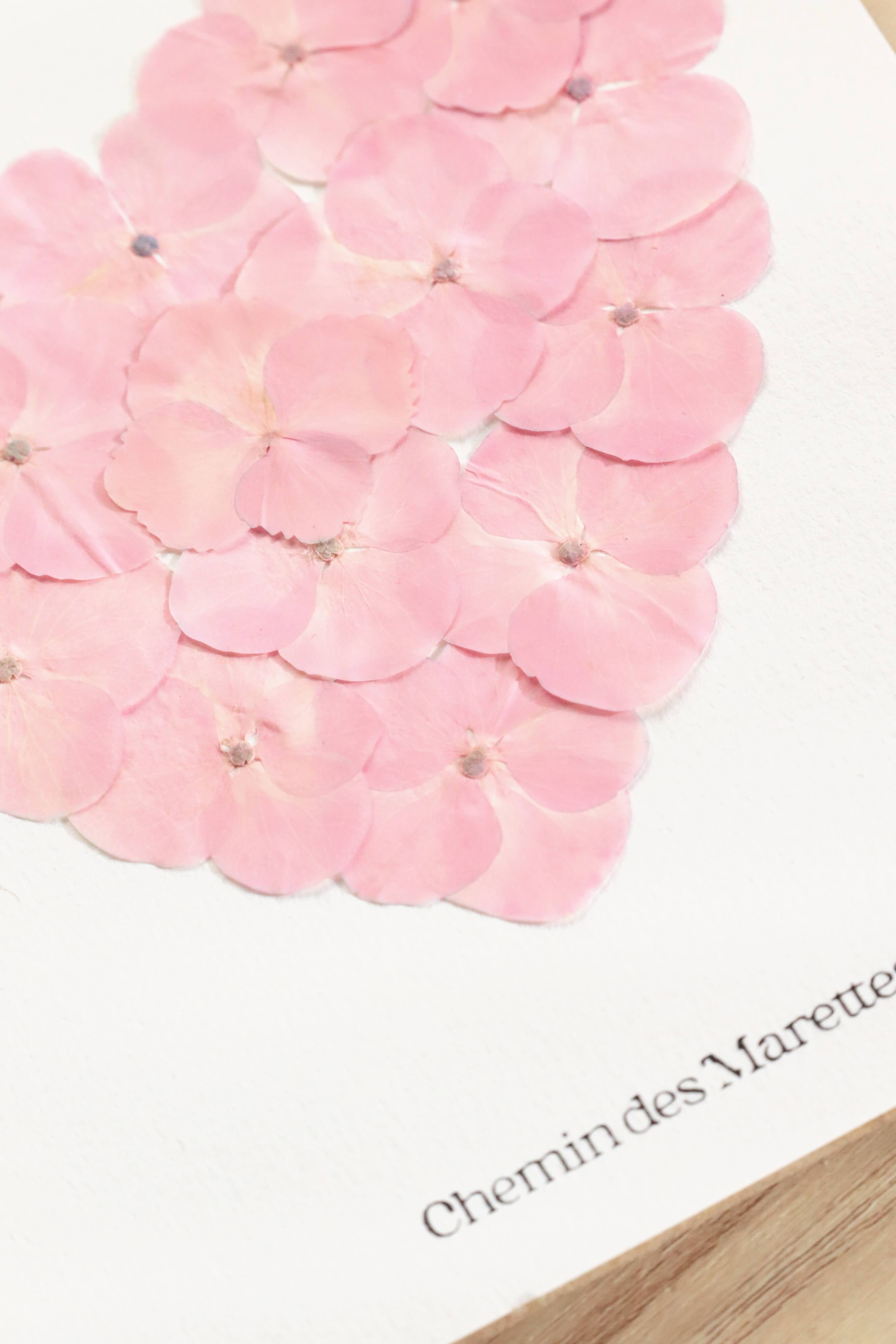 Herbier Petit Coeur rose