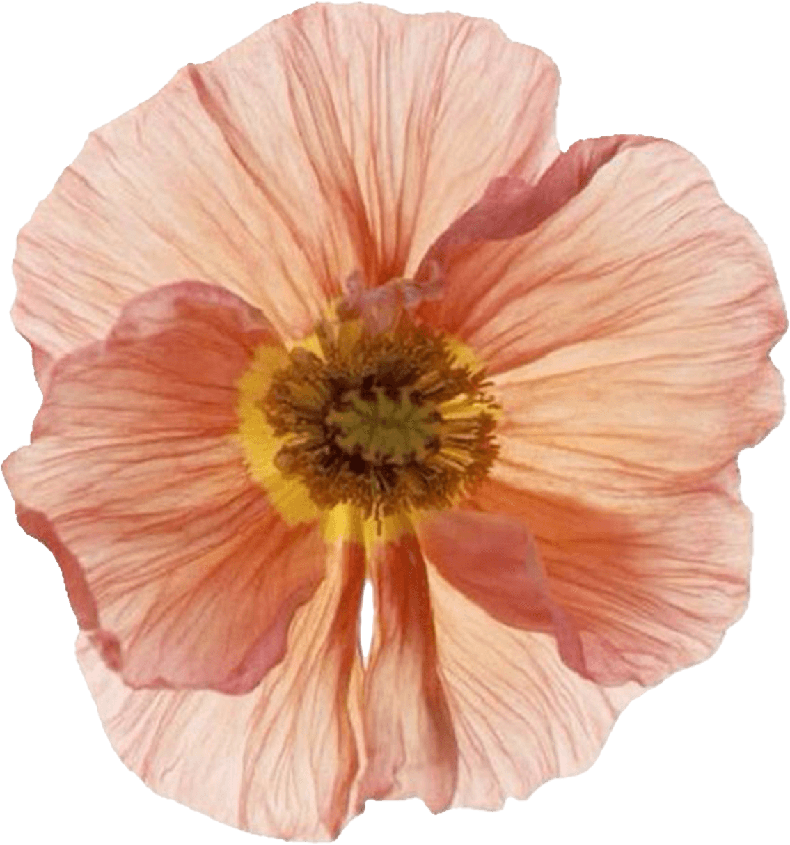 fleur orange - chemin des marettes