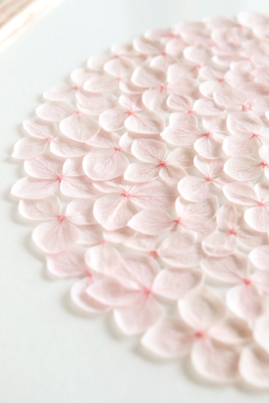 herbier hortensia nouvelle collection