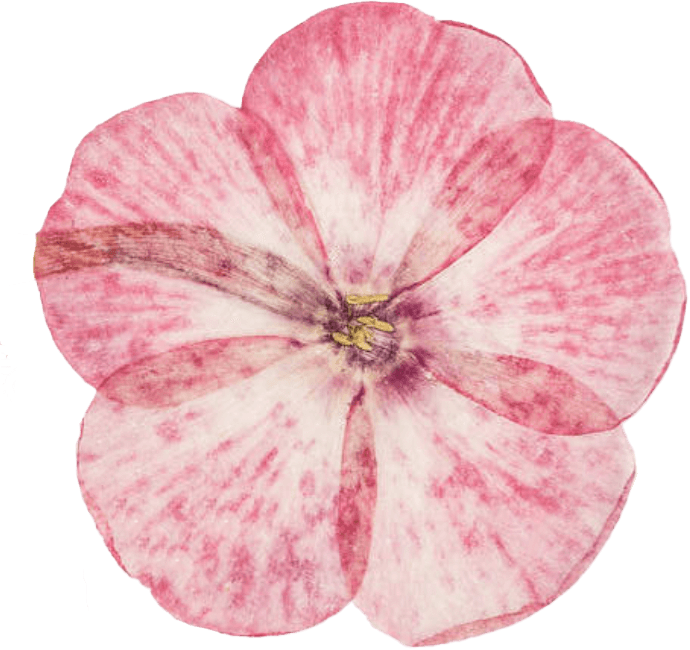 fleur rose - chemin des marettes